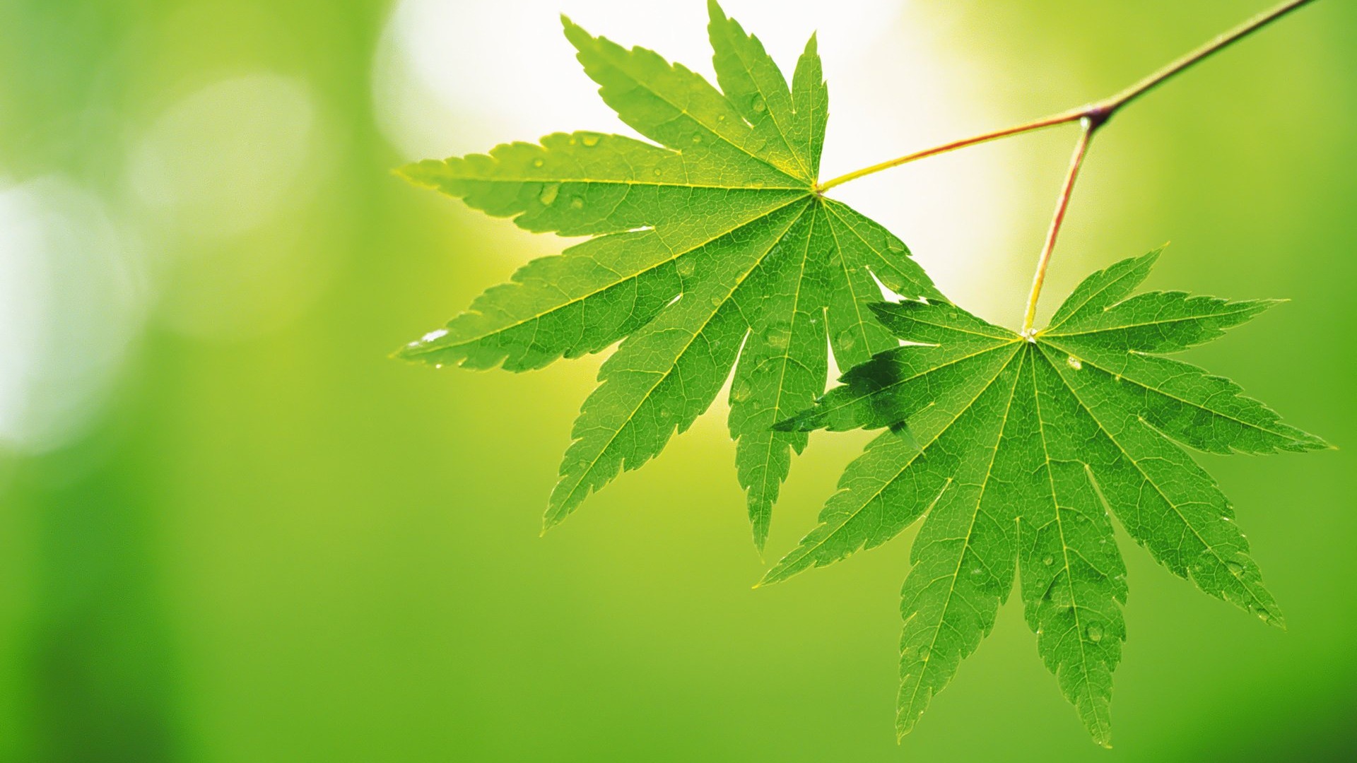 Leaf Wallpaper HD