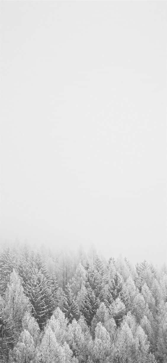 Snow iPhone Wallpaper