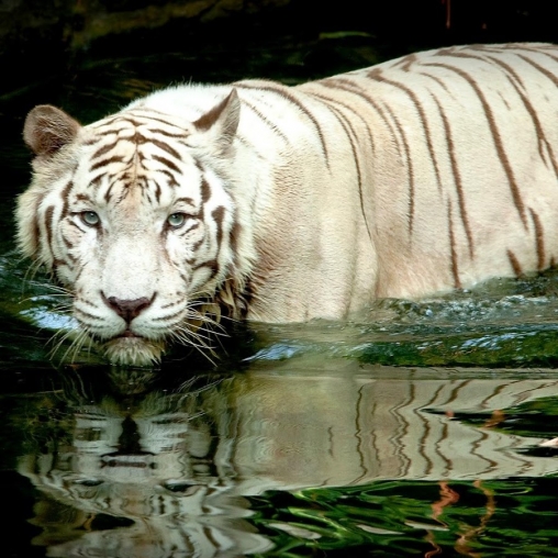 White tiger Water touch live wallpaper for Android White tiger