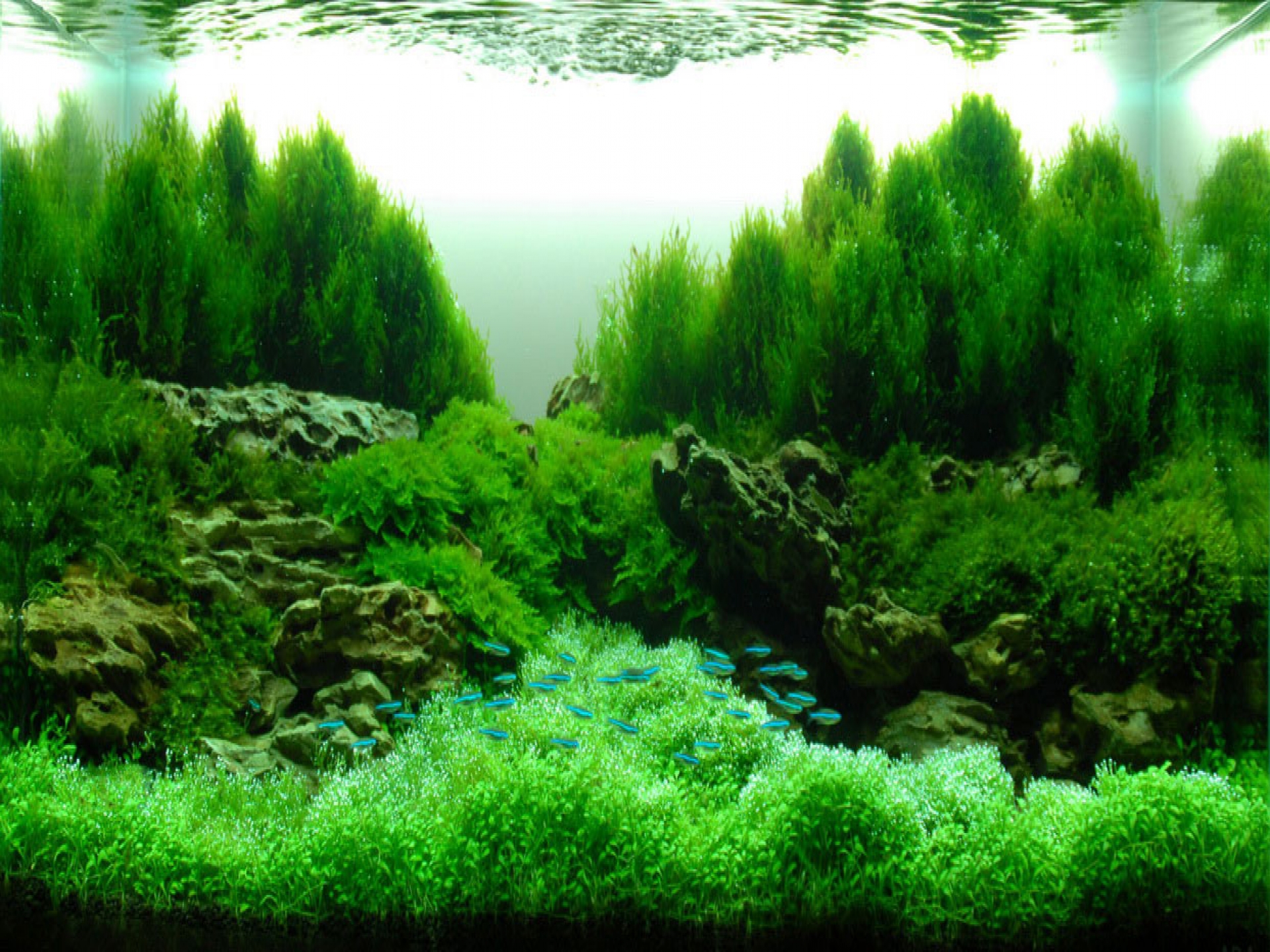Decoration Green Water Plant Fish In Aquarium Aquascape Ideas