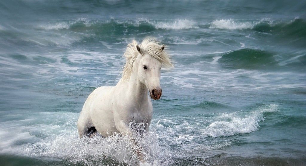 White horse running at beach wallpaper Marathon Brief Horse