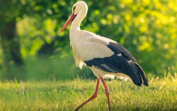 Storks Bird Summer Click To