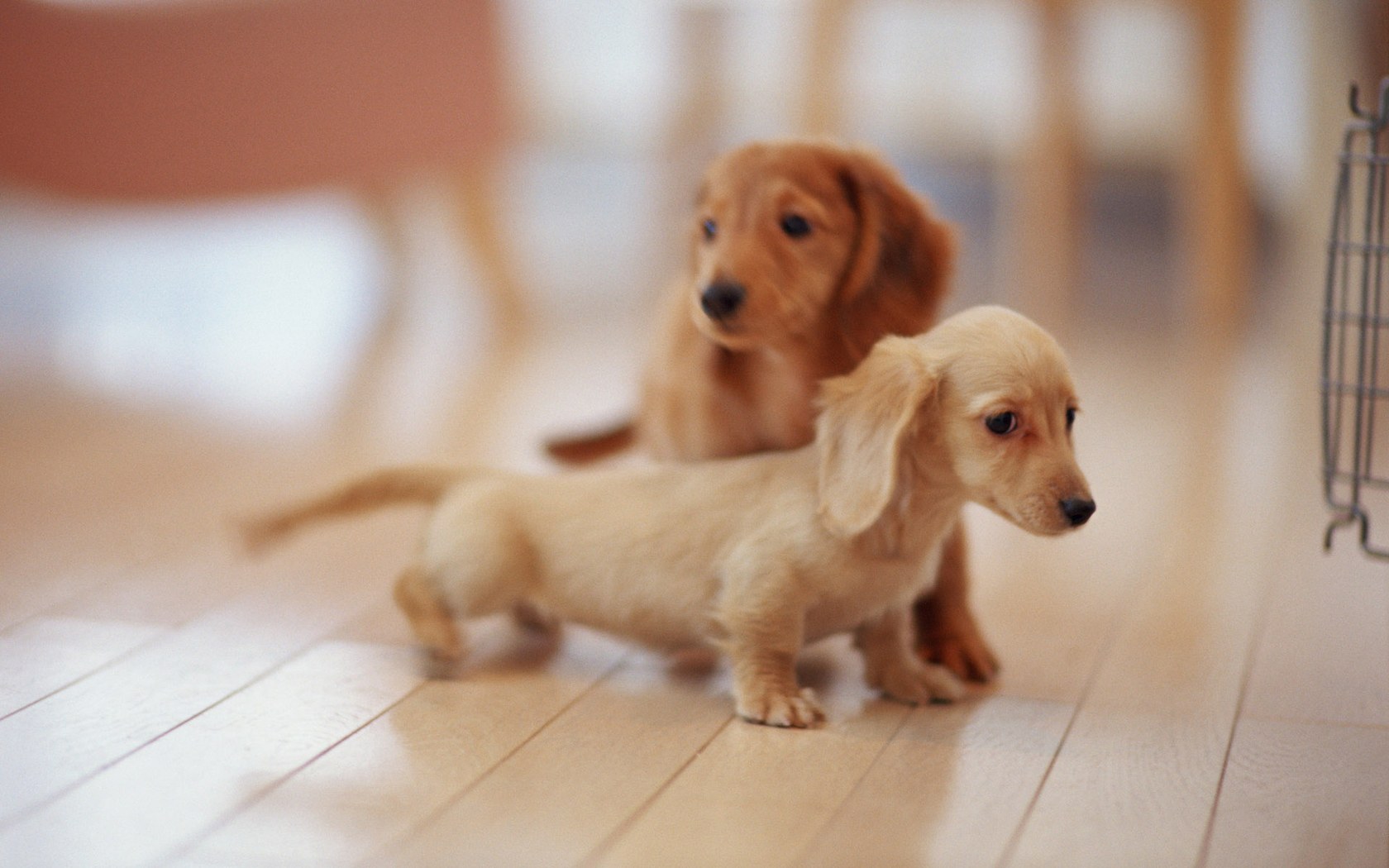 Miniature Dachshund Puppies Wallpaper Puppy No