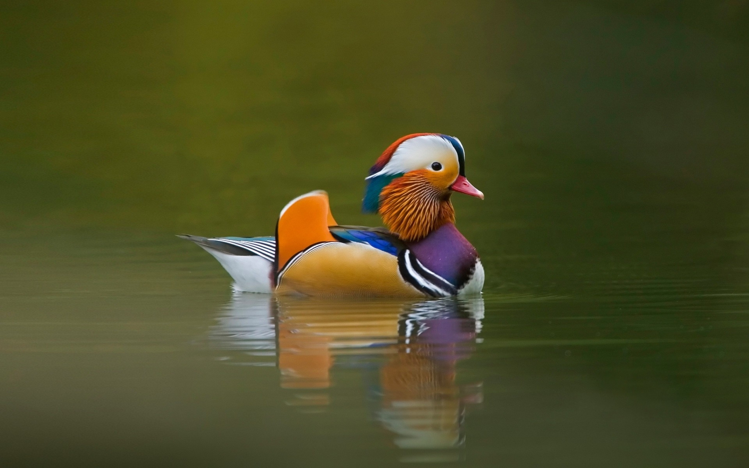 Ducks Mandarin Duck Wallpaper