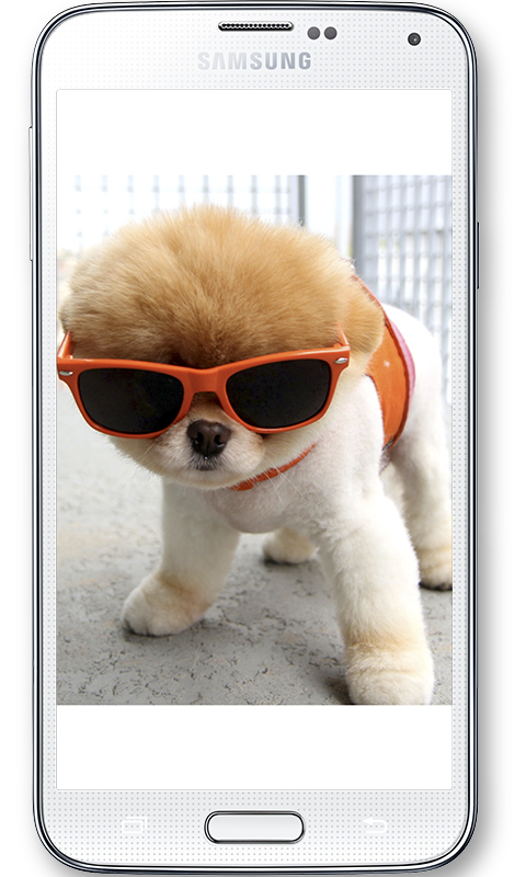Boo Cutest Dog Wallpaper Apl Android Di Google Play