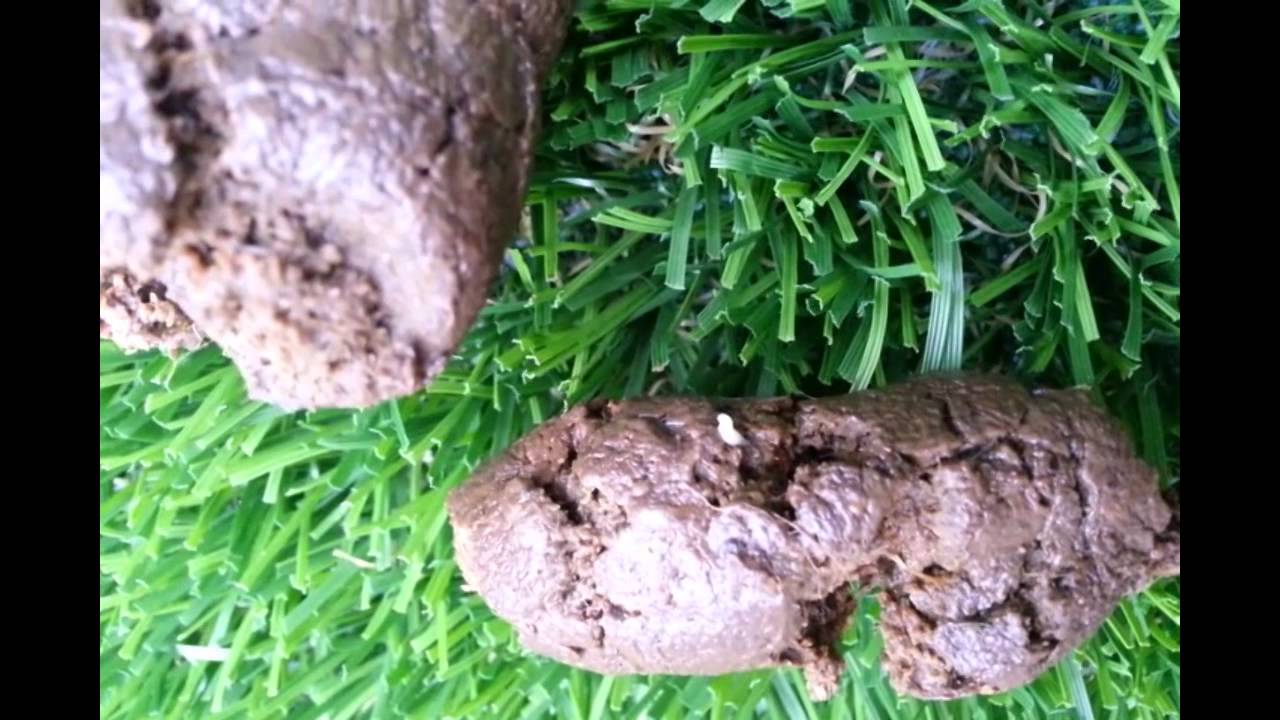 Worms In Dog Poop Images   Wallpapers HD Fine 1280x720