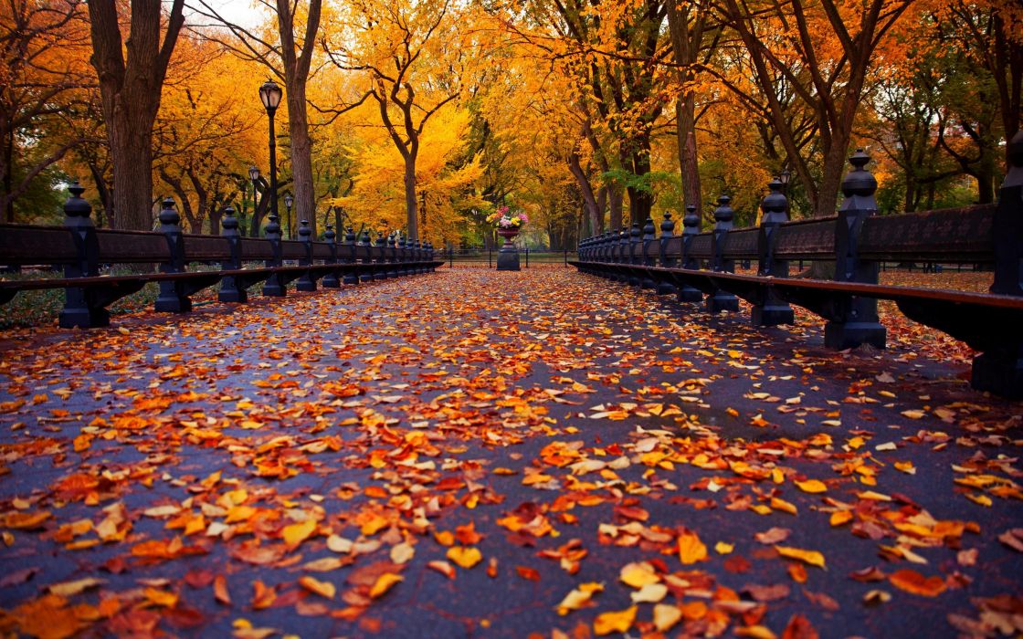 Autumn Nature Park Bench Trees Leaves Avenue New York Wallpaper