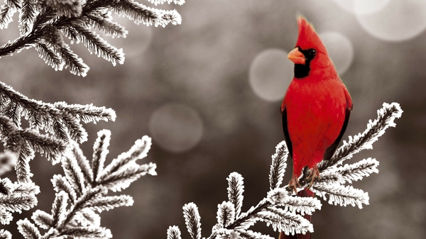 Cardinal Wallpaper Birds Desktop