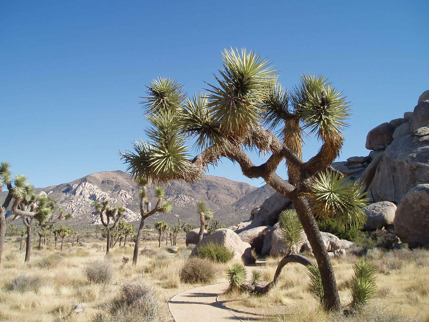 Joshua Tree Pictures Facts On The Trees