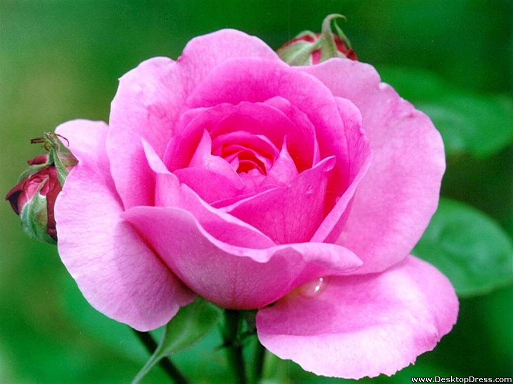 Desktop Wallpaper Flowers Gardens Background Pink Rose