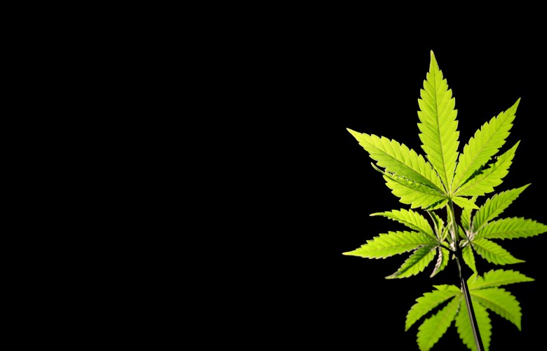 Multiple Marijuana Leaf On Black Background HD Weed Wallpaper