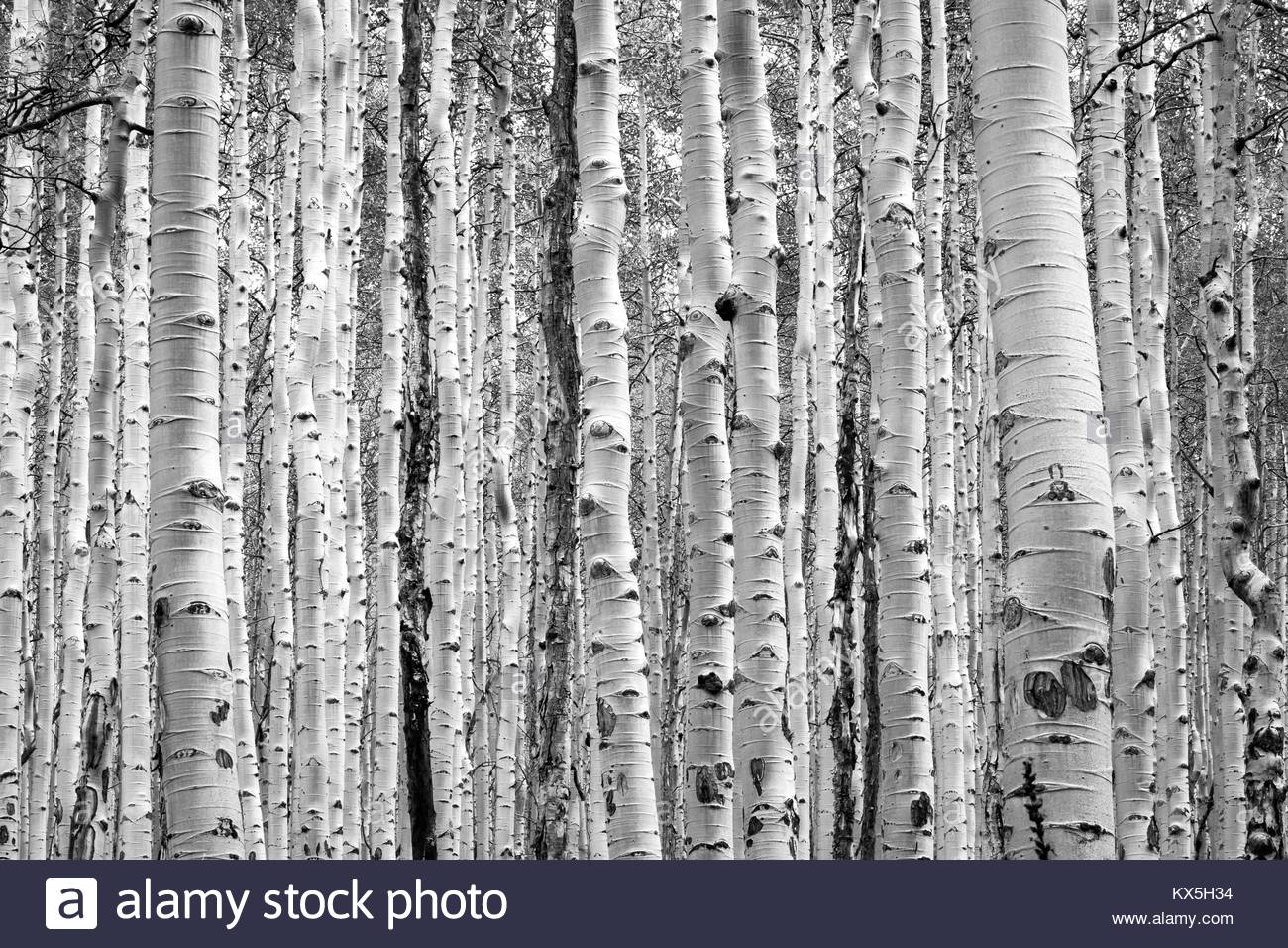 Black And White Aspen Trees Make A Natural Background Texture