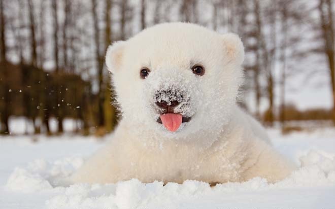 Watch Cute Polar Bear Plays In Snow For First Time Fun Kids The