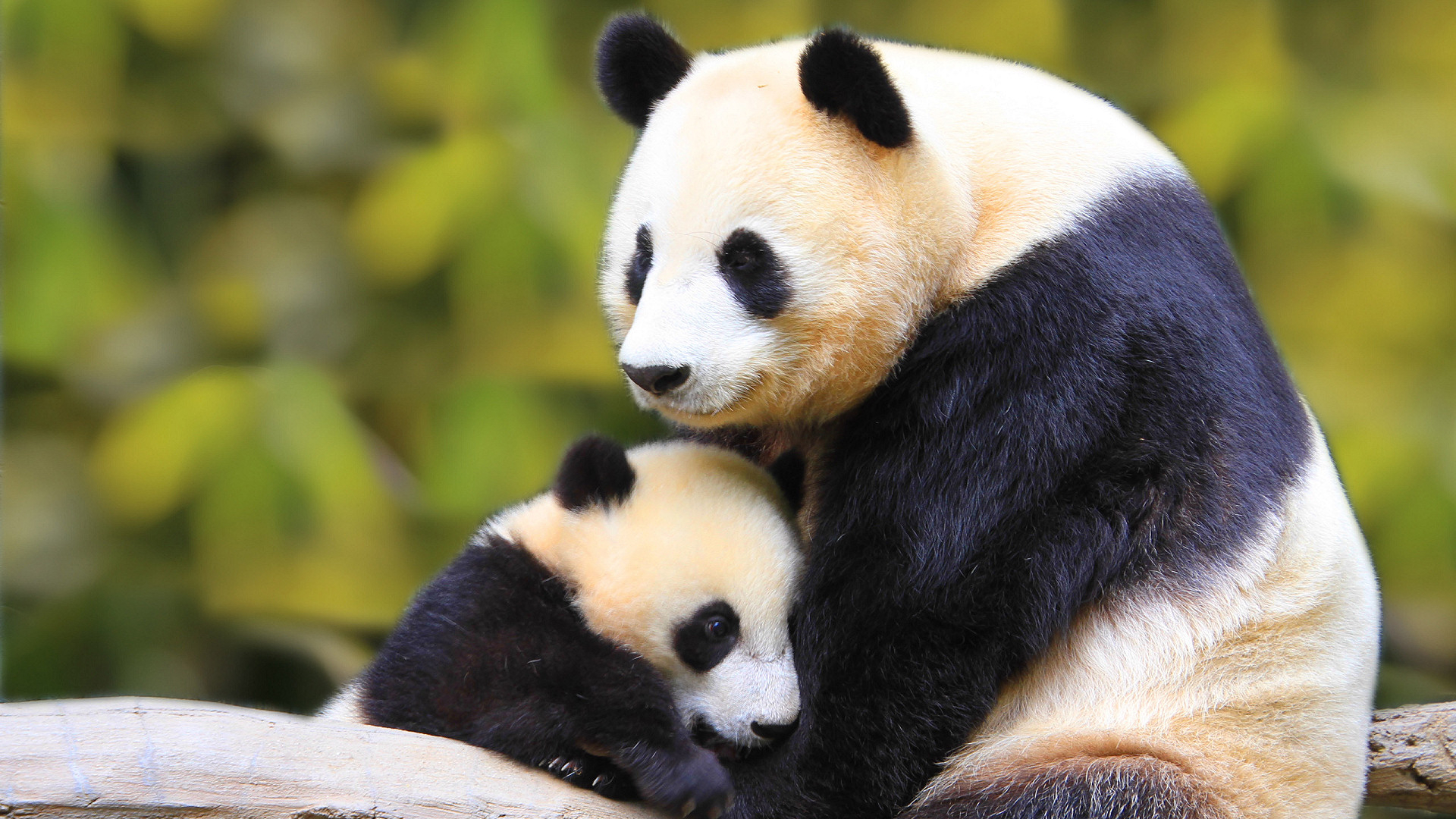 Baby Panda With Mother Wallpaper Android Wallpaper WallpaperLepi