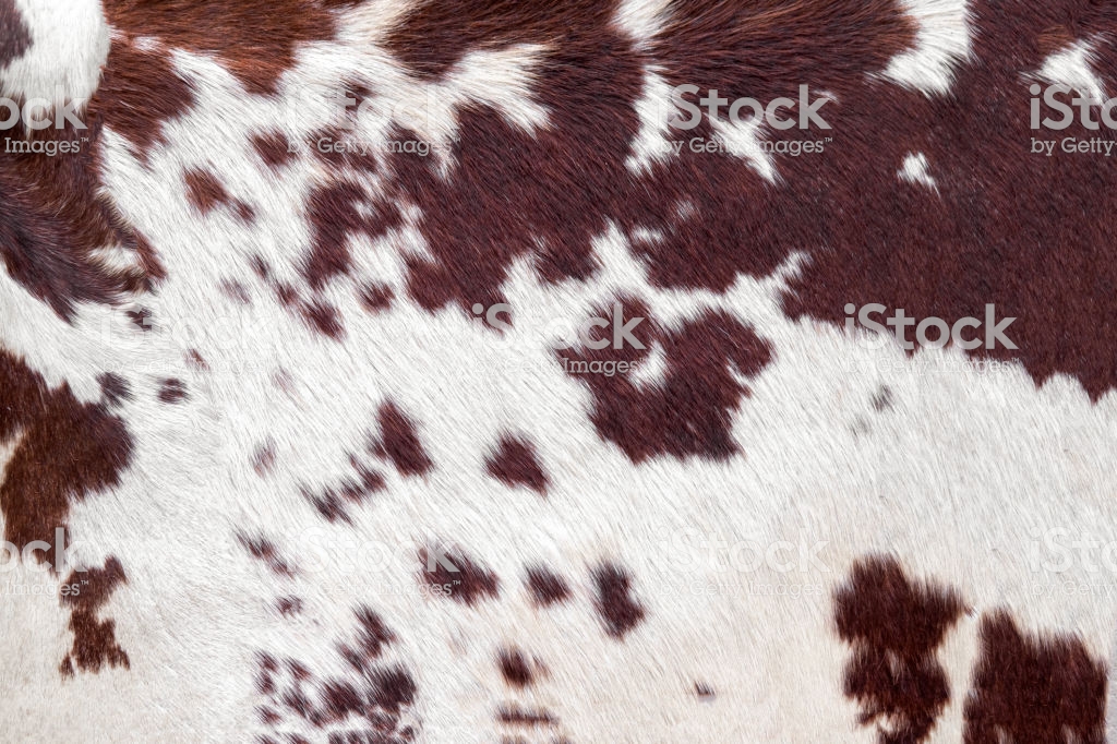 Cowhide For Use As A Background In Full Frame Stock Photo