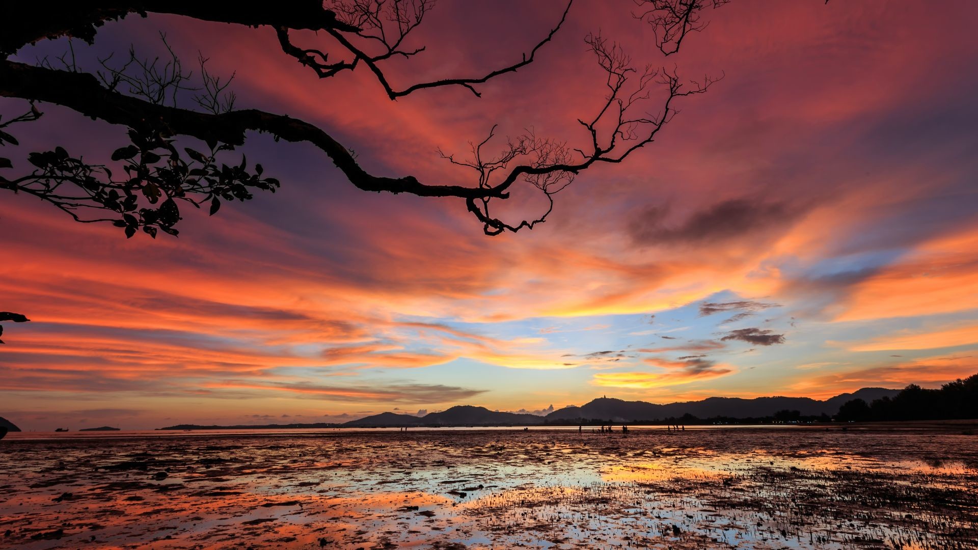 Stunning sunset over a serene beach with vibrant colors reflected in the wet sand, silhouetted by a tree branch