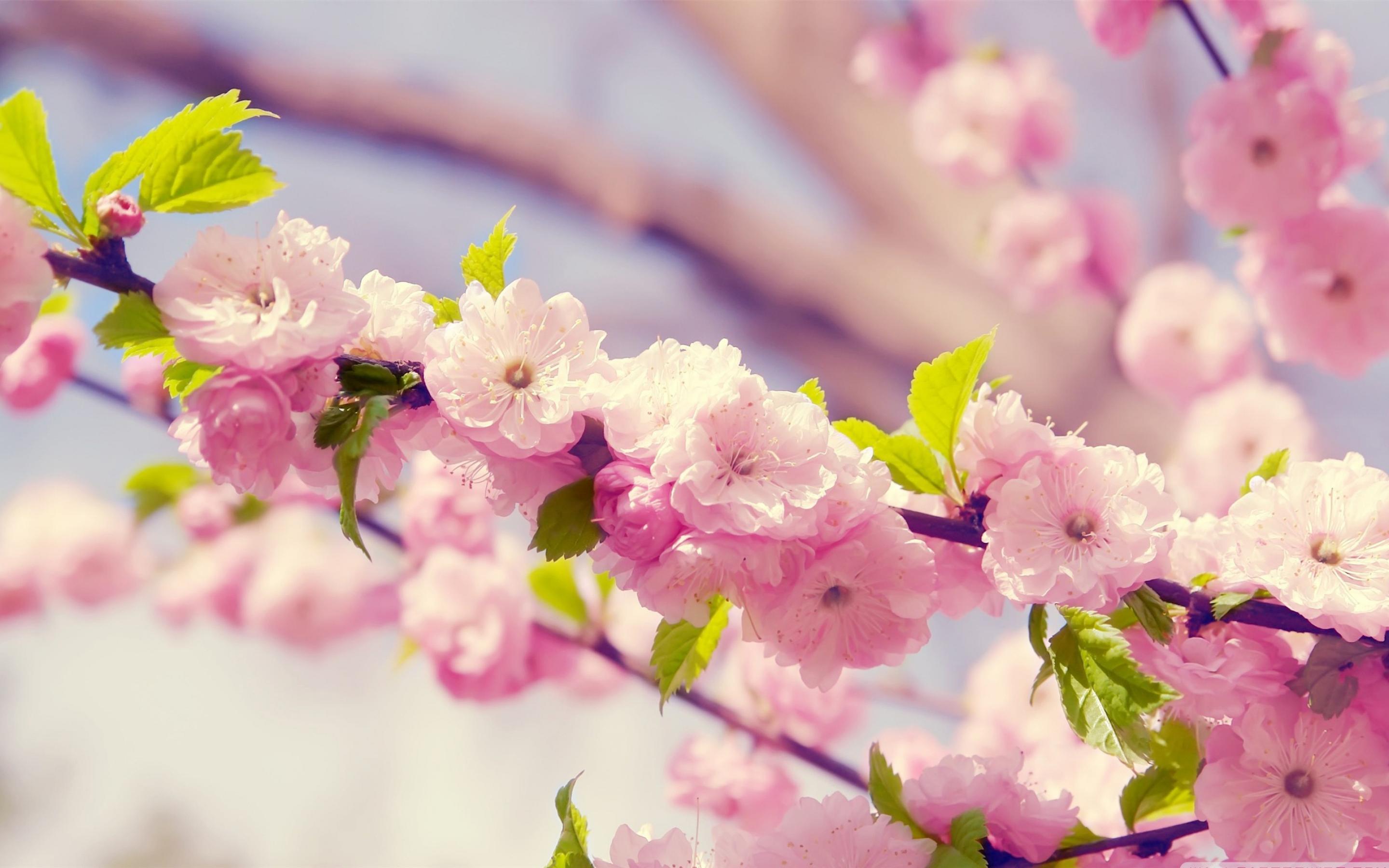 Nature Flowers Sakura Spring Wallpaper