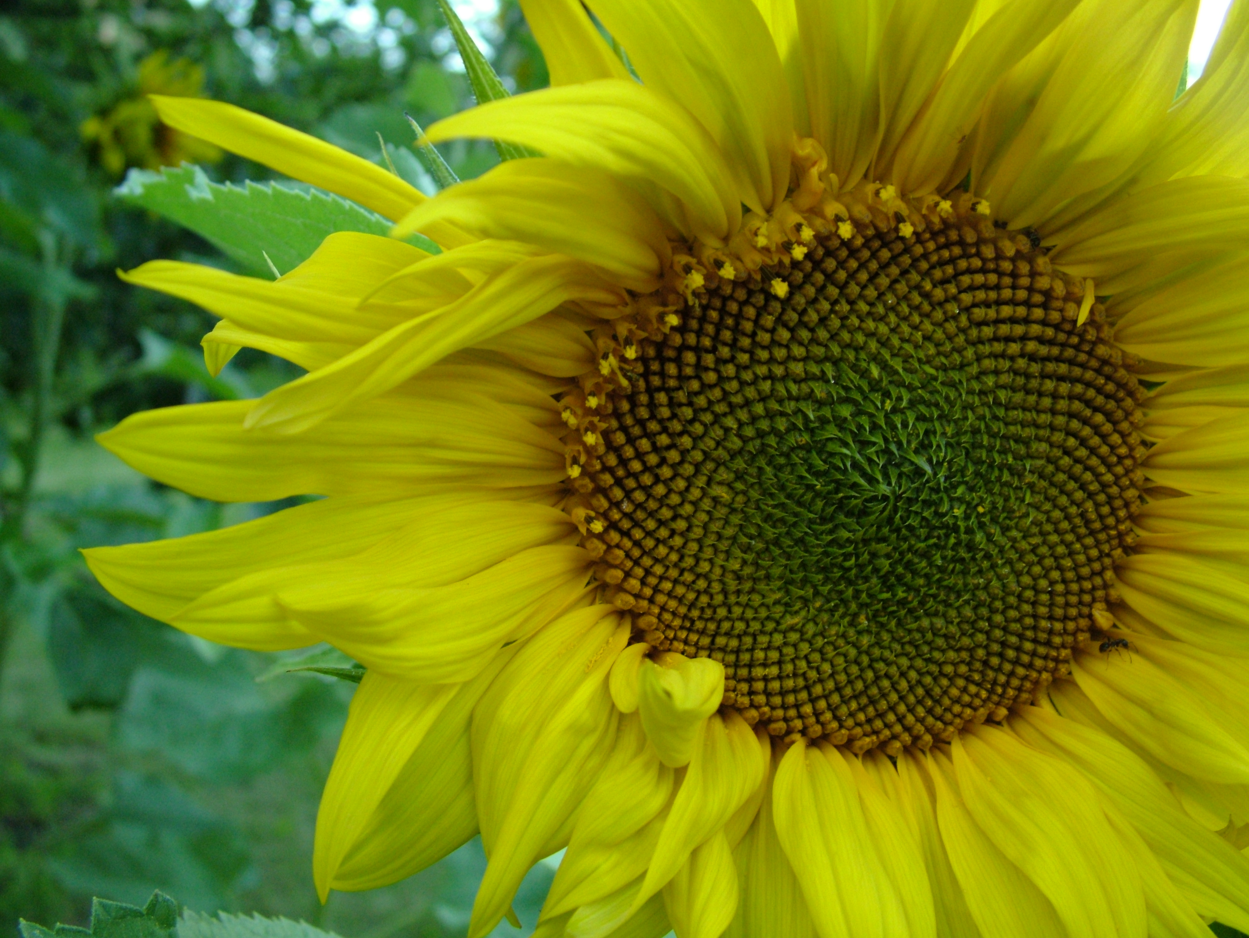Click This Image To Full Resolution Beautiful Sunflower Photo