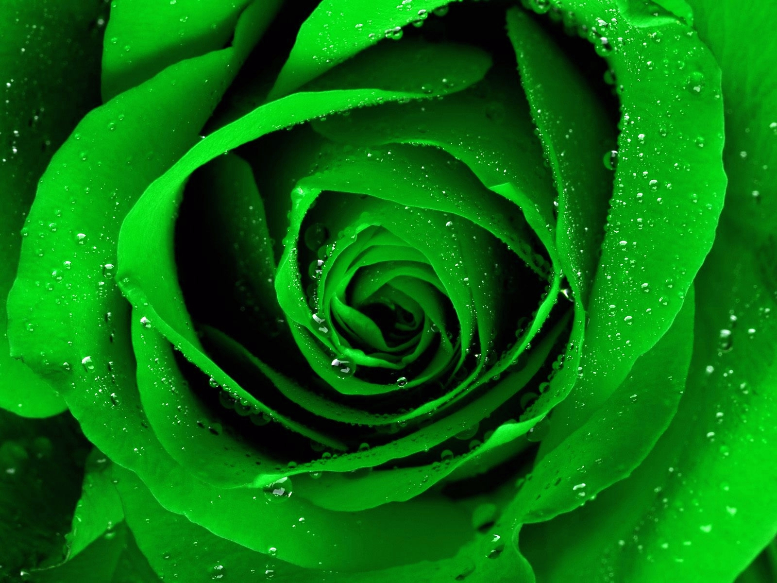 Beautiful Rose Flower Wallpaper Background Desktop
