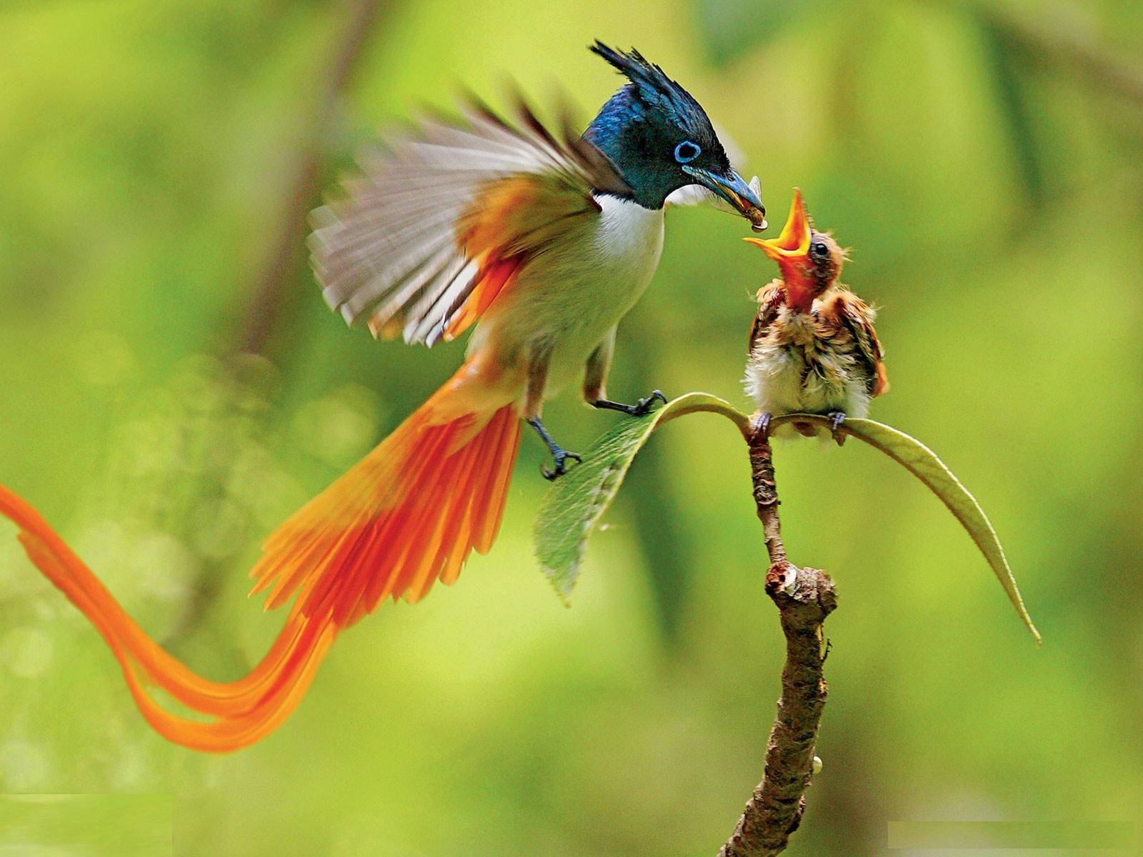HD Birds Wallpaper