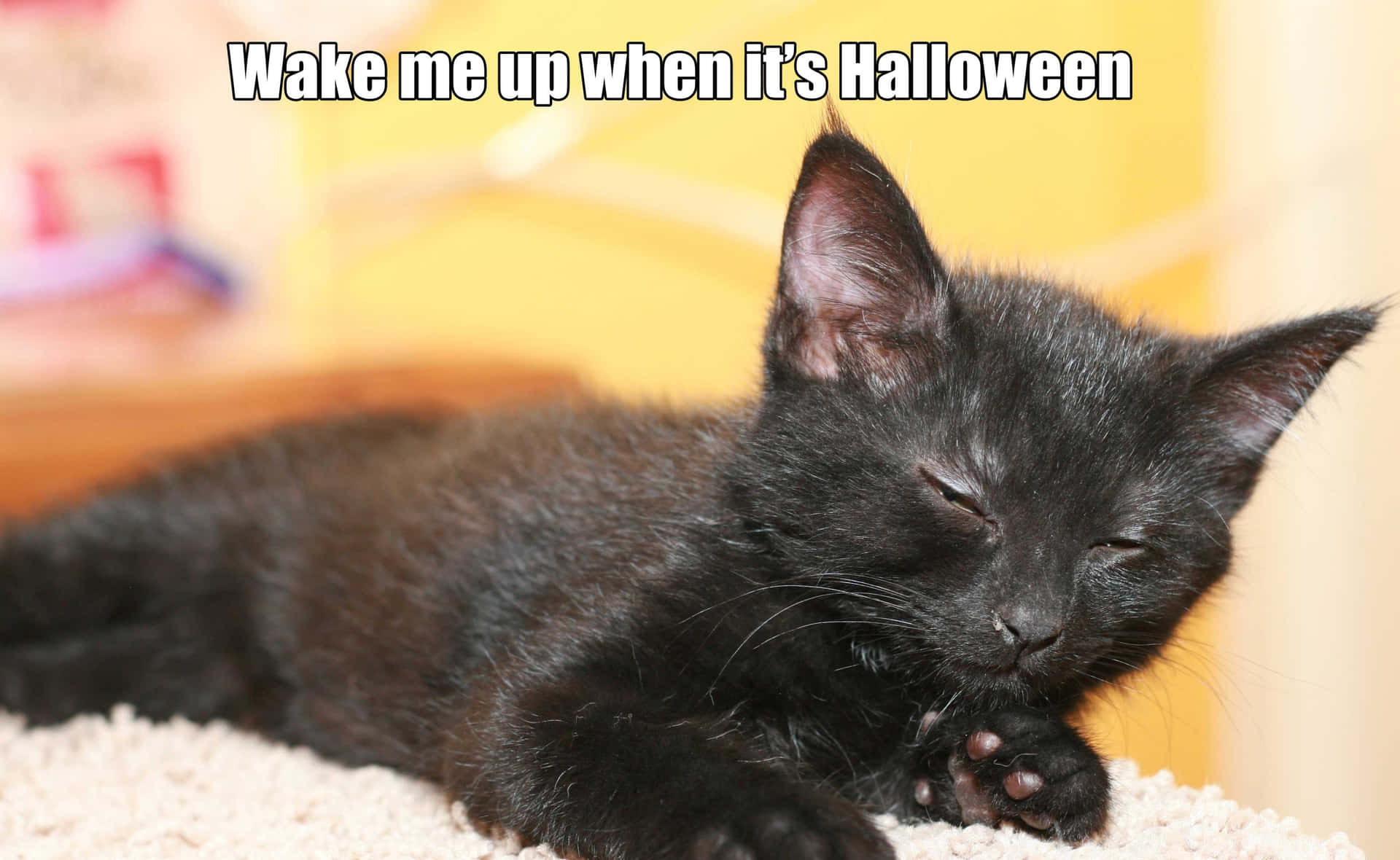 Cat Meme Picture Wallpaper