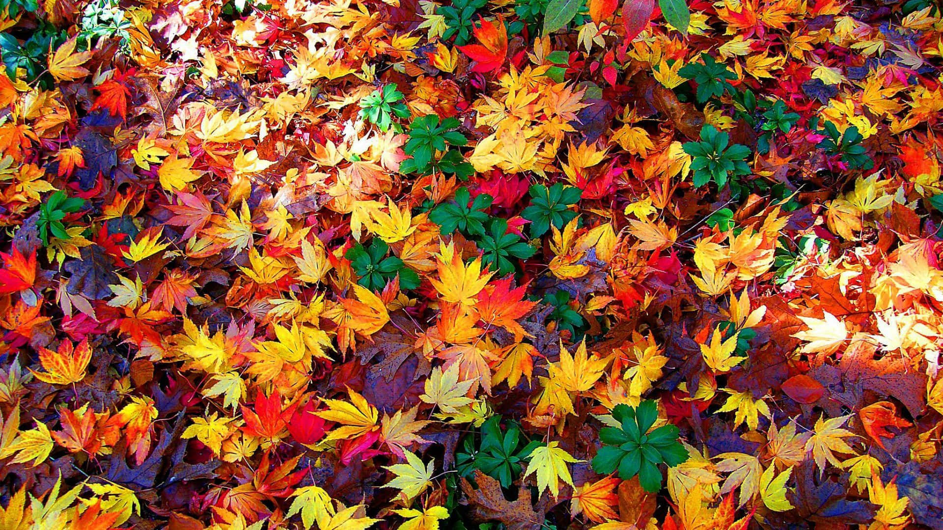 Autumn Foliage Wallpaper
