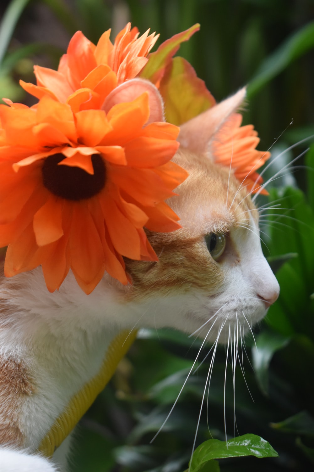 Cat Flowers Pictures Image