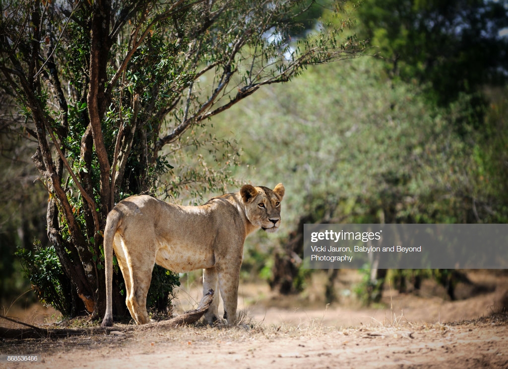Lioness Against Green Background In Masai Mara Kenya Stock Photo