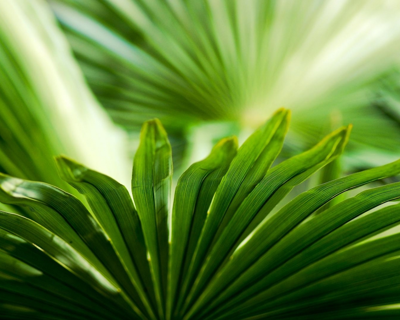 Palm Leaves Macro Wallpaper In Flowers Plants