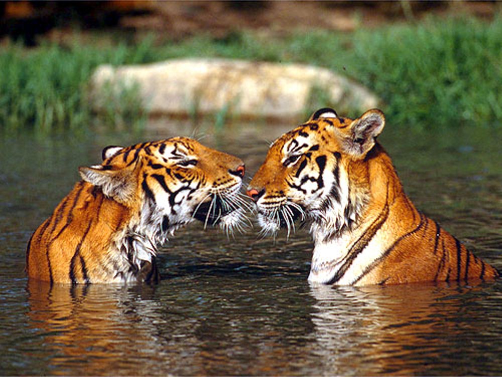 Royal Bengal Tiger Archives Mumbaigloss