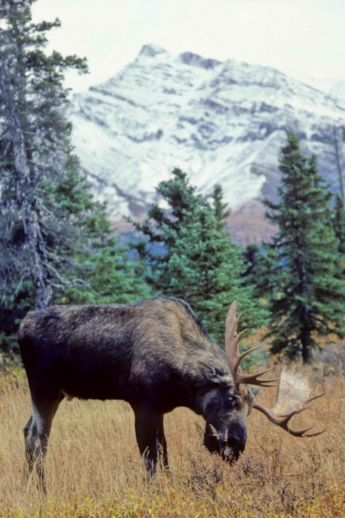Picture Grazing Bull Moose