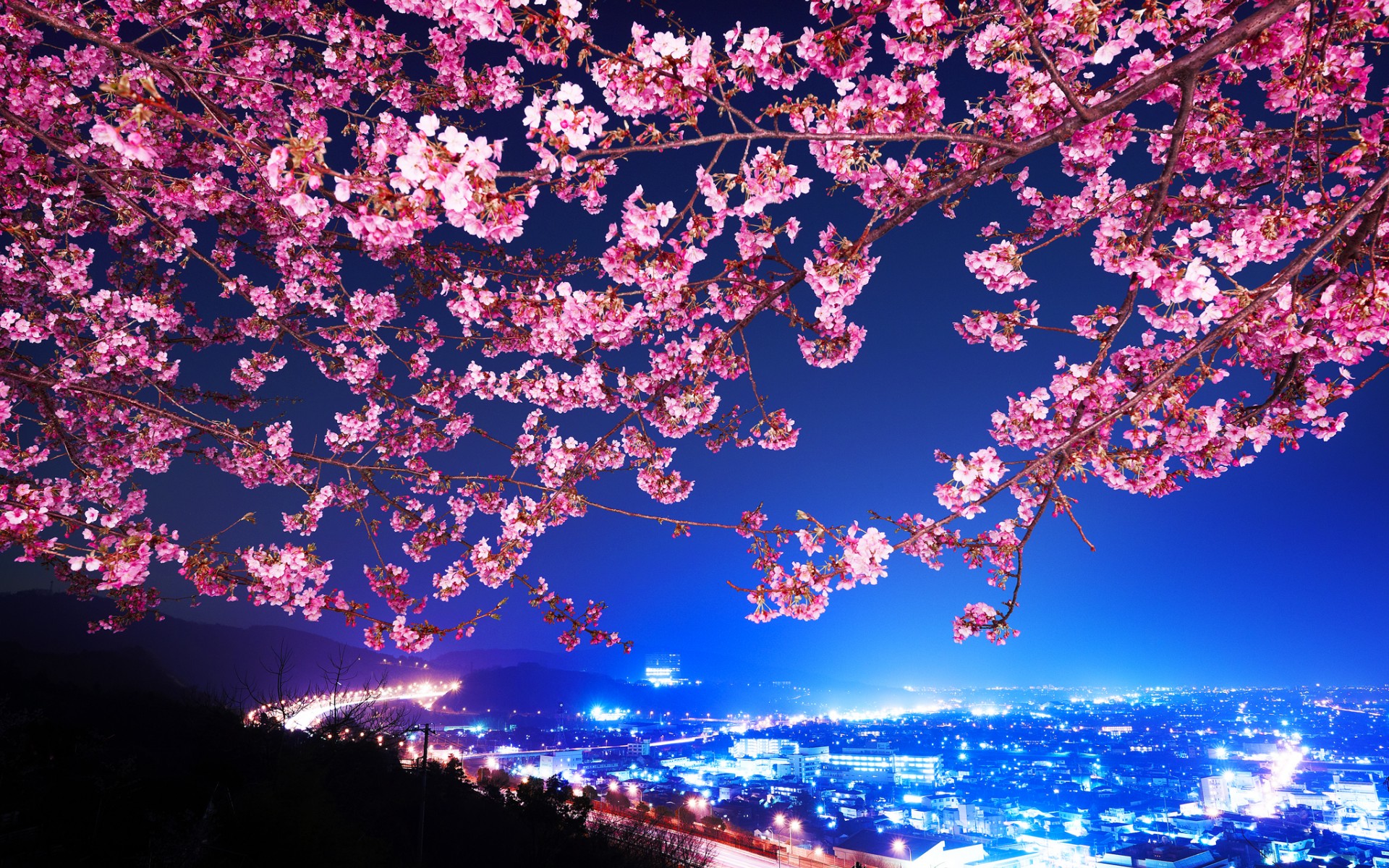 Cherry Blossom Highway City Night Trees Flowers Blossoms Wallpaper