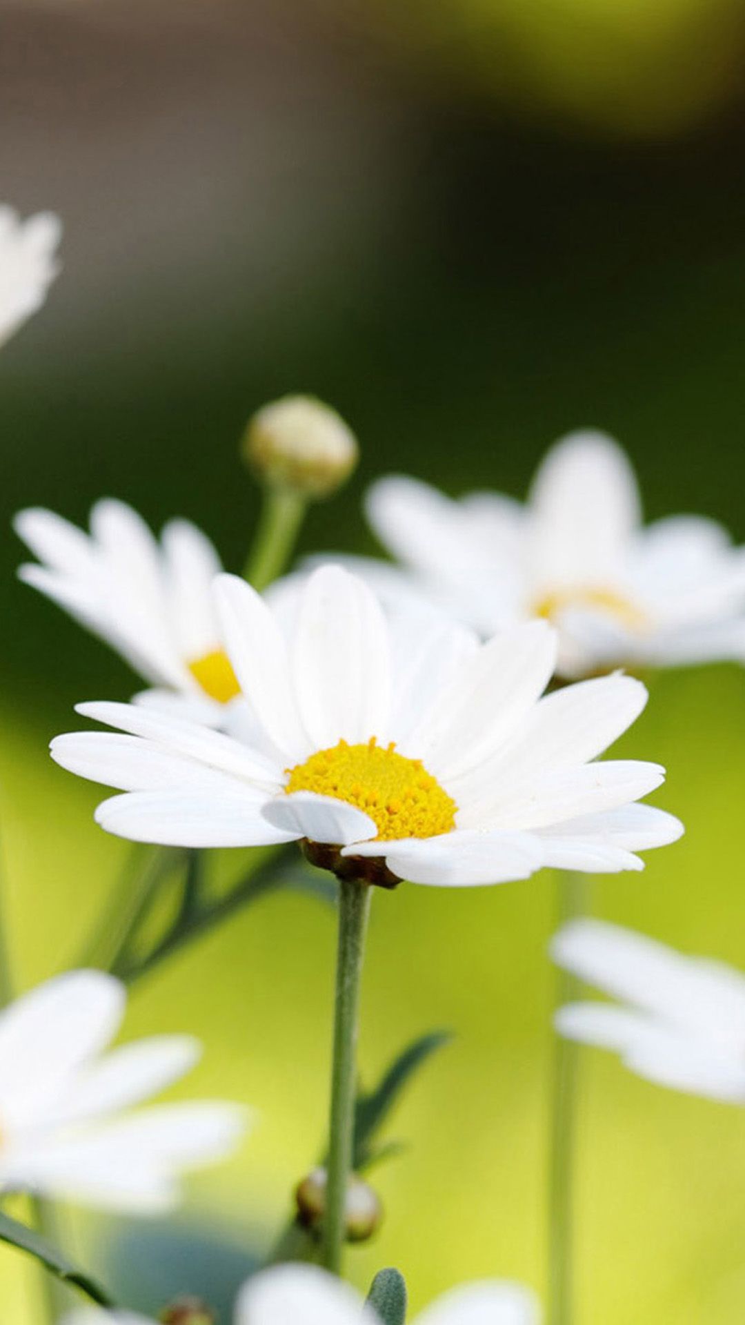 White Flower iPhone Wallpaper On