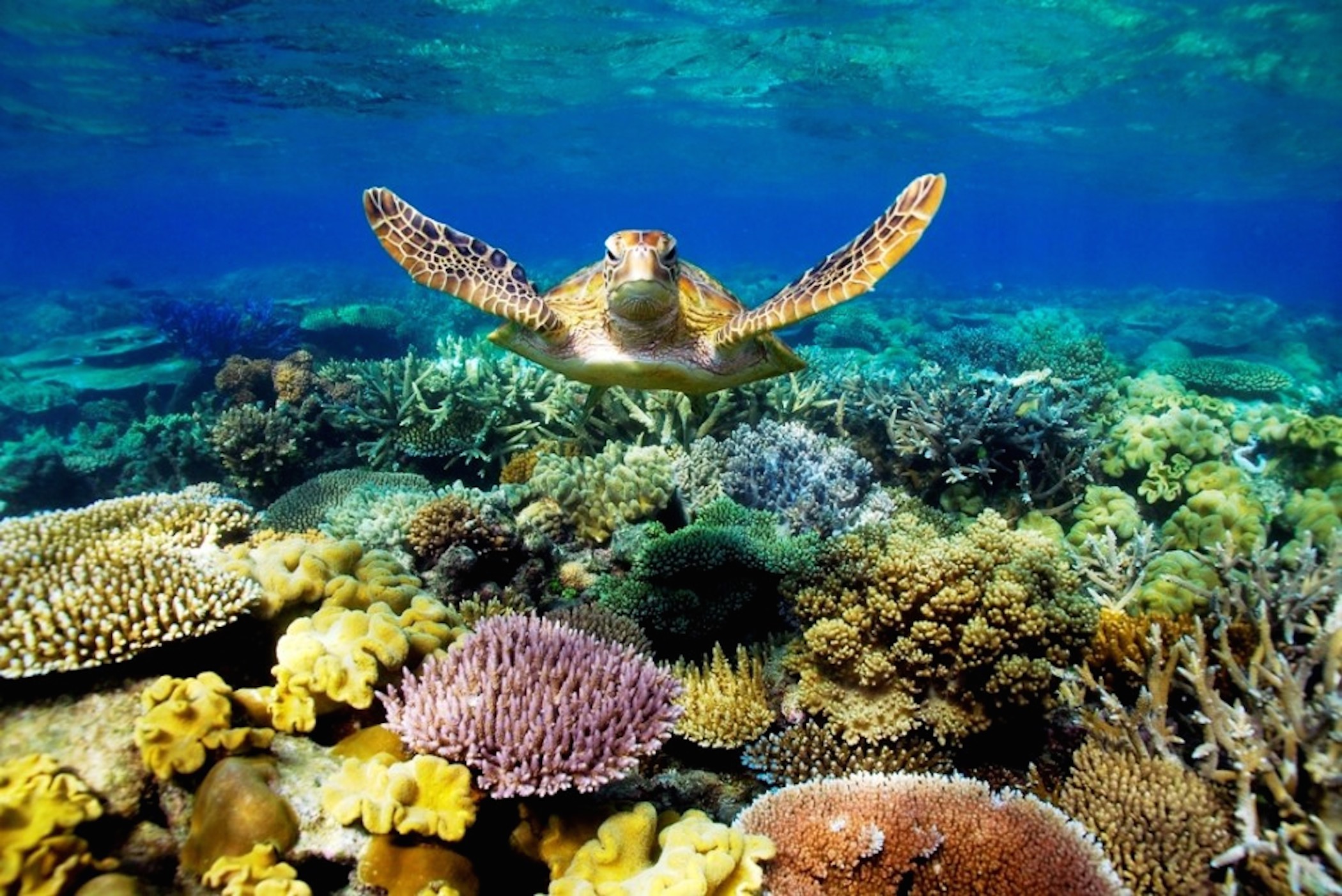 Great Barrier Reef Turtle Wallpaper HD