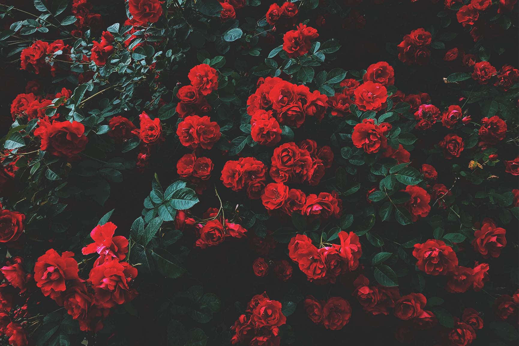Blooming With Adoration Wallpaper