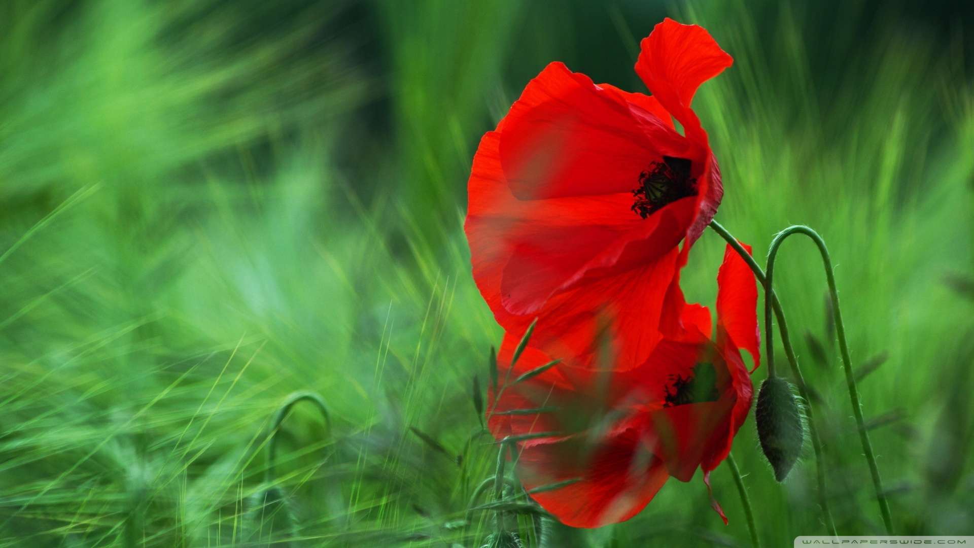 Wallpaper Red Poppy 1080p HD Upload At February