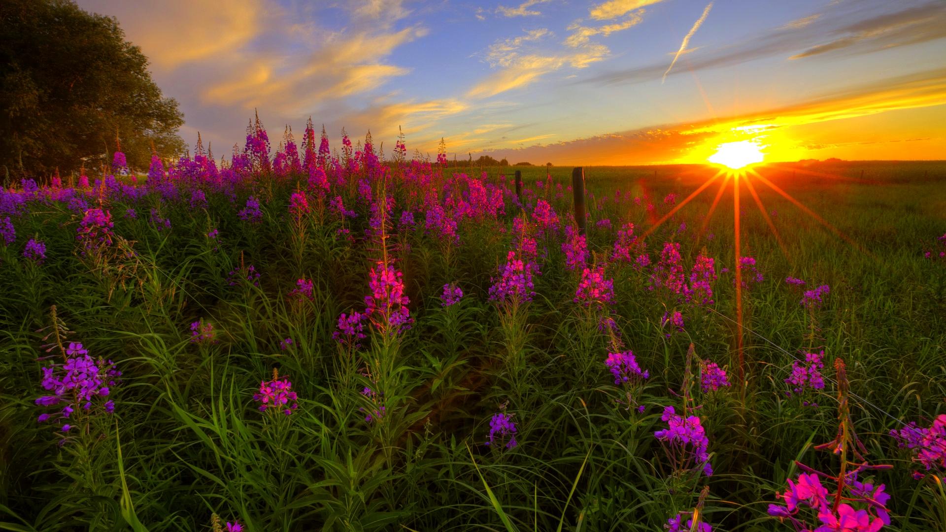 Wildflower Wallpaper