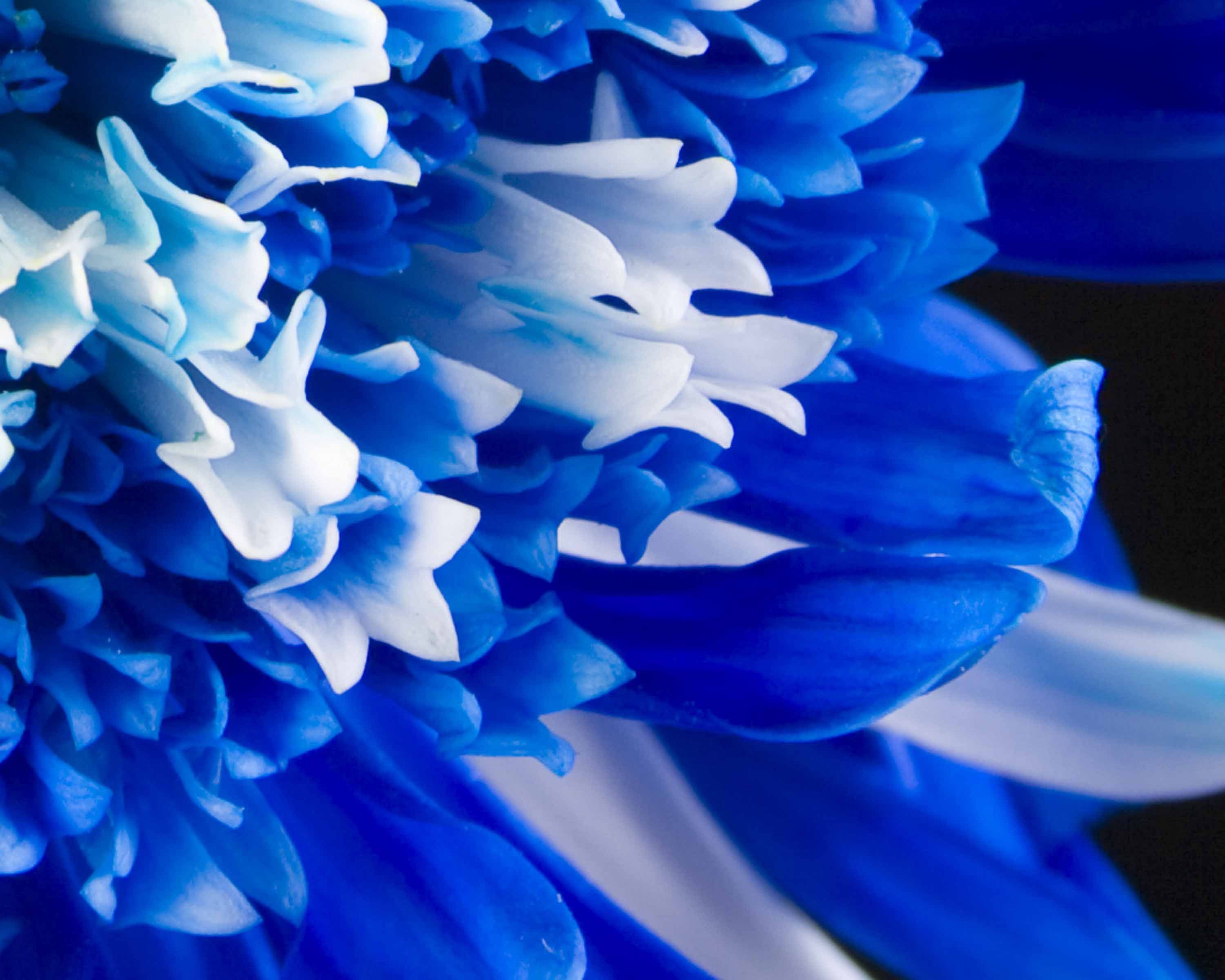 Blue Flowers Wallpaper Flower