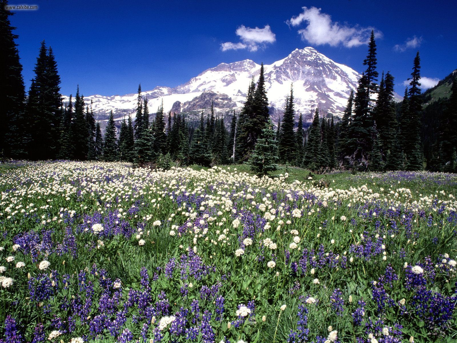 Nature Summer Wildflowers Mount Rainier Washington Picture Nr