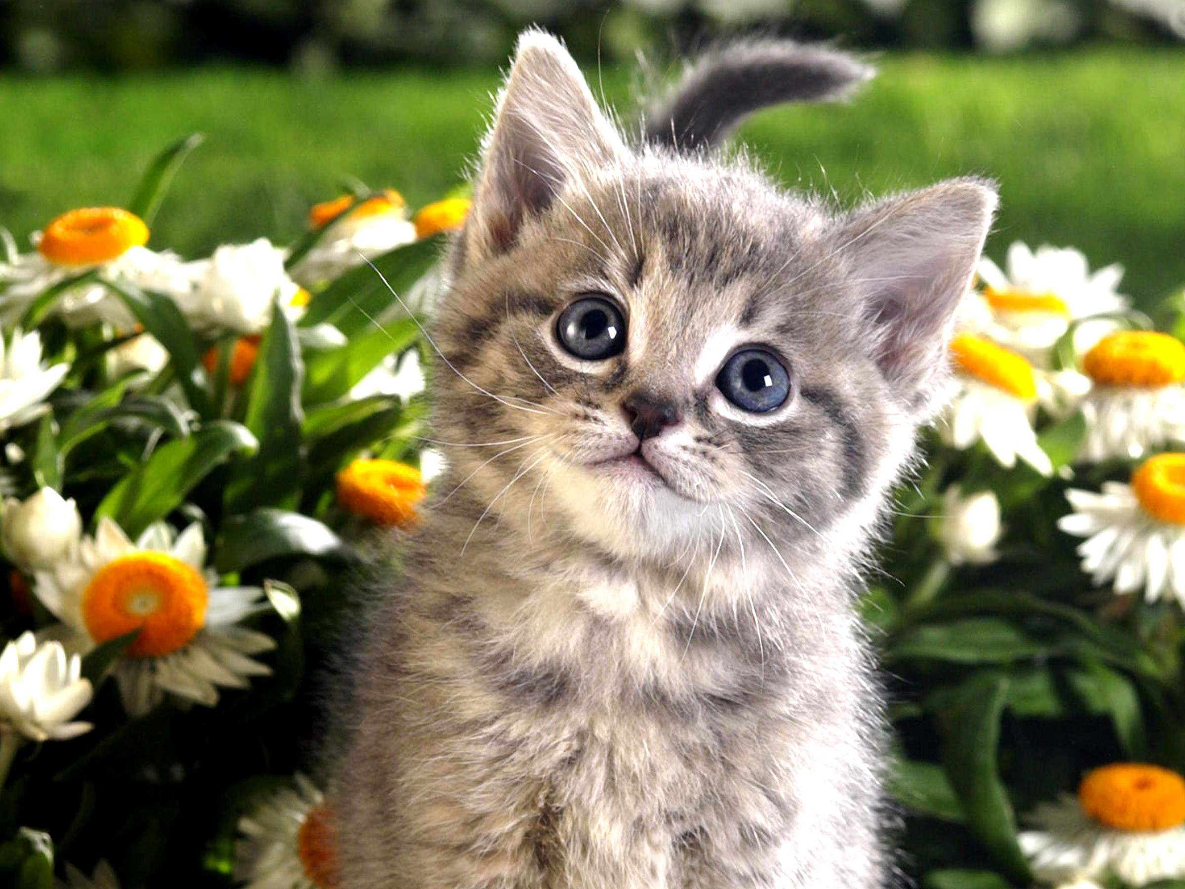 An adorable grey tabby kitten with bright blue eyes sits in a garden of white and yellow daisies