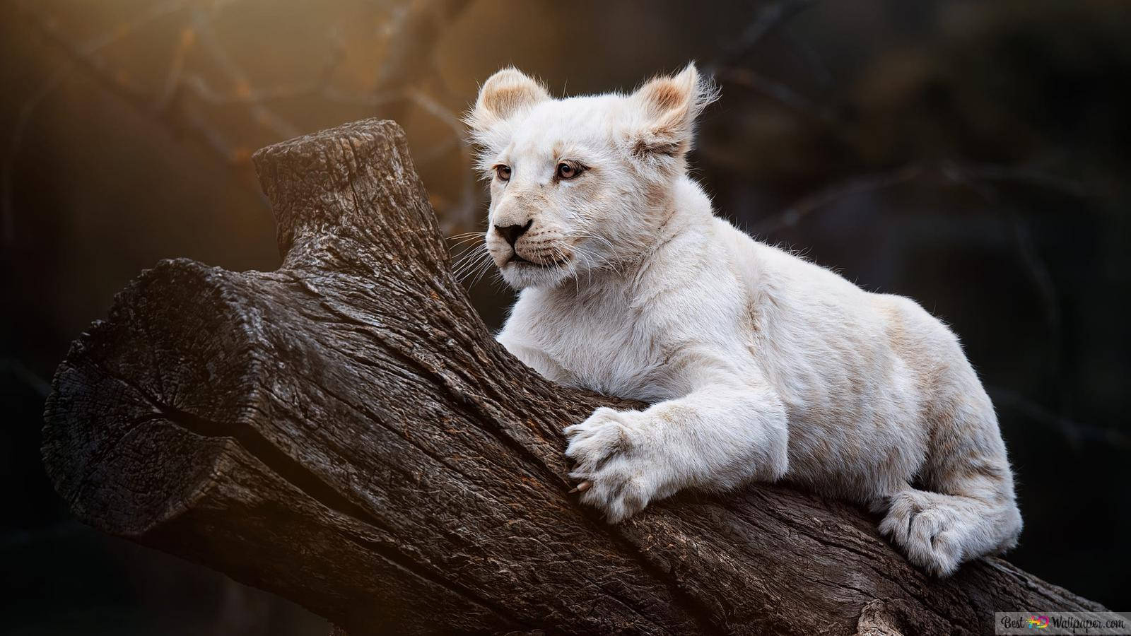 Baby Lion Wallpaper