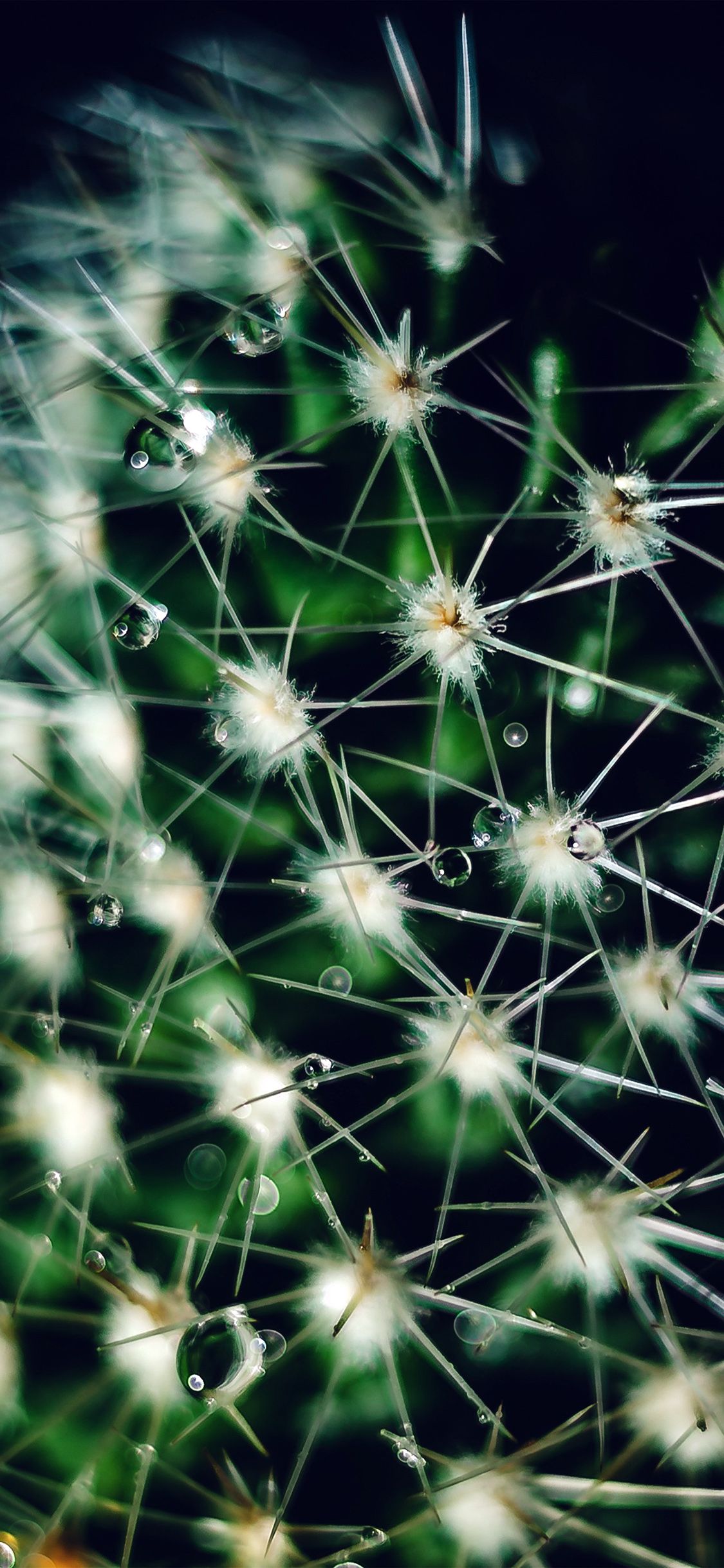 Cactus iPhone Wallpaper