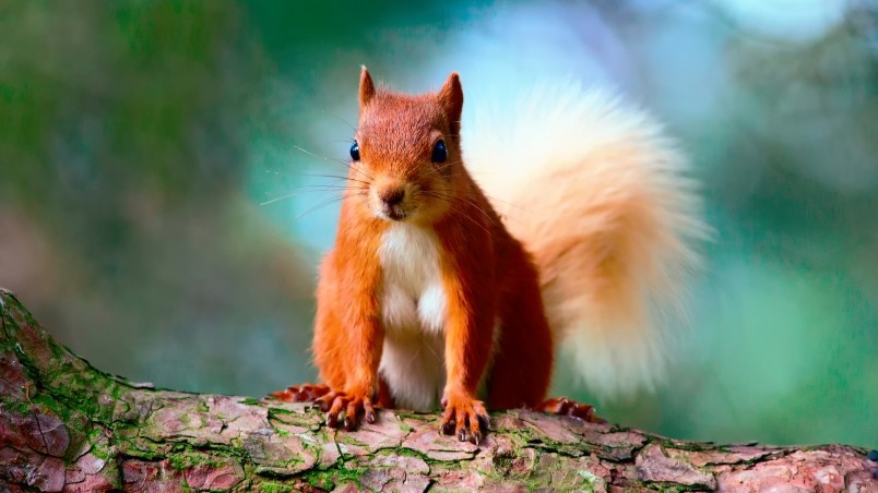 Cute Red Squirrel HD Wallpaper   WallpaperFX
