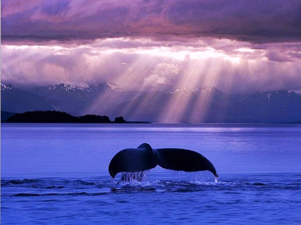Pics Photos Blue Whale Wallpaper Desktop Full Screen