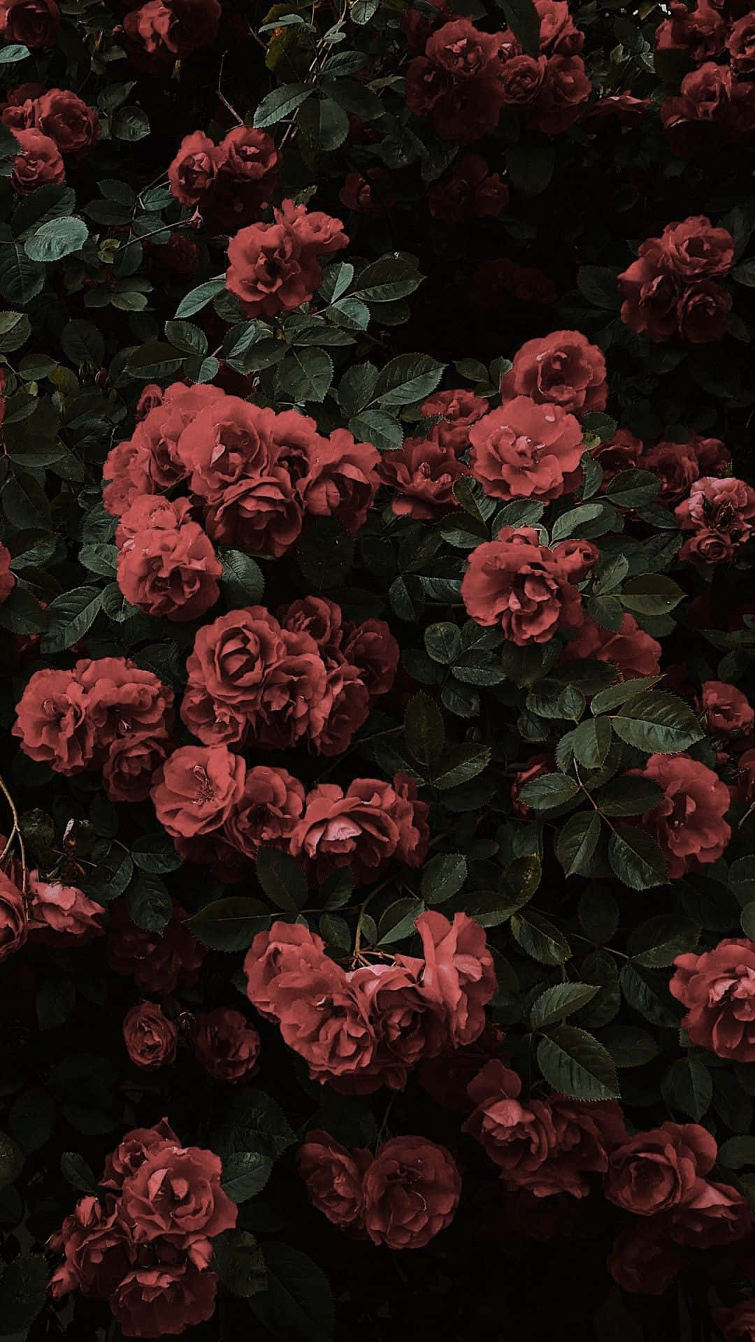 Aesthetic Red Roses Photography iPhone Wallpaper