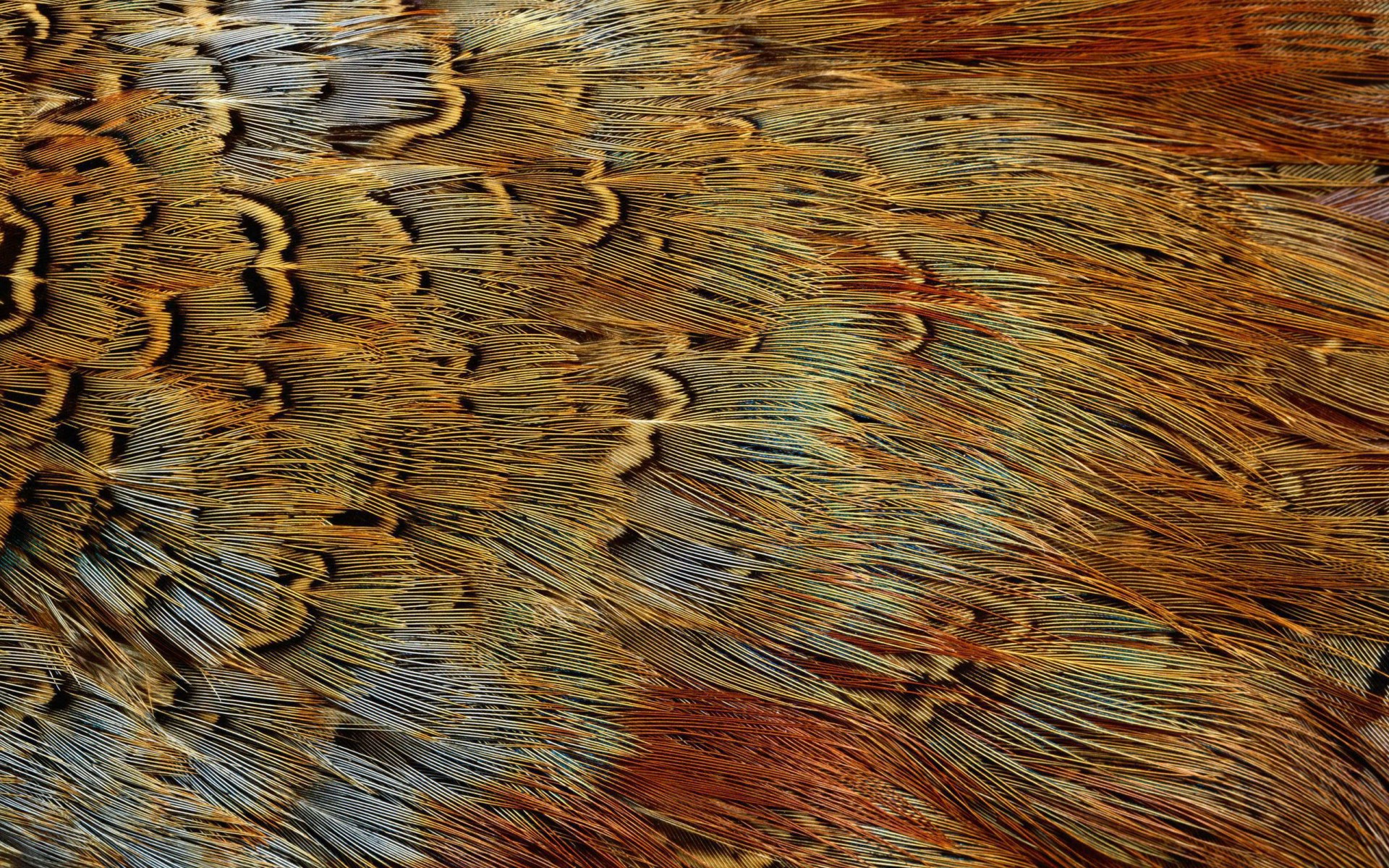 Exotic Bird Feathers Animal Texture Birds Wallpaper