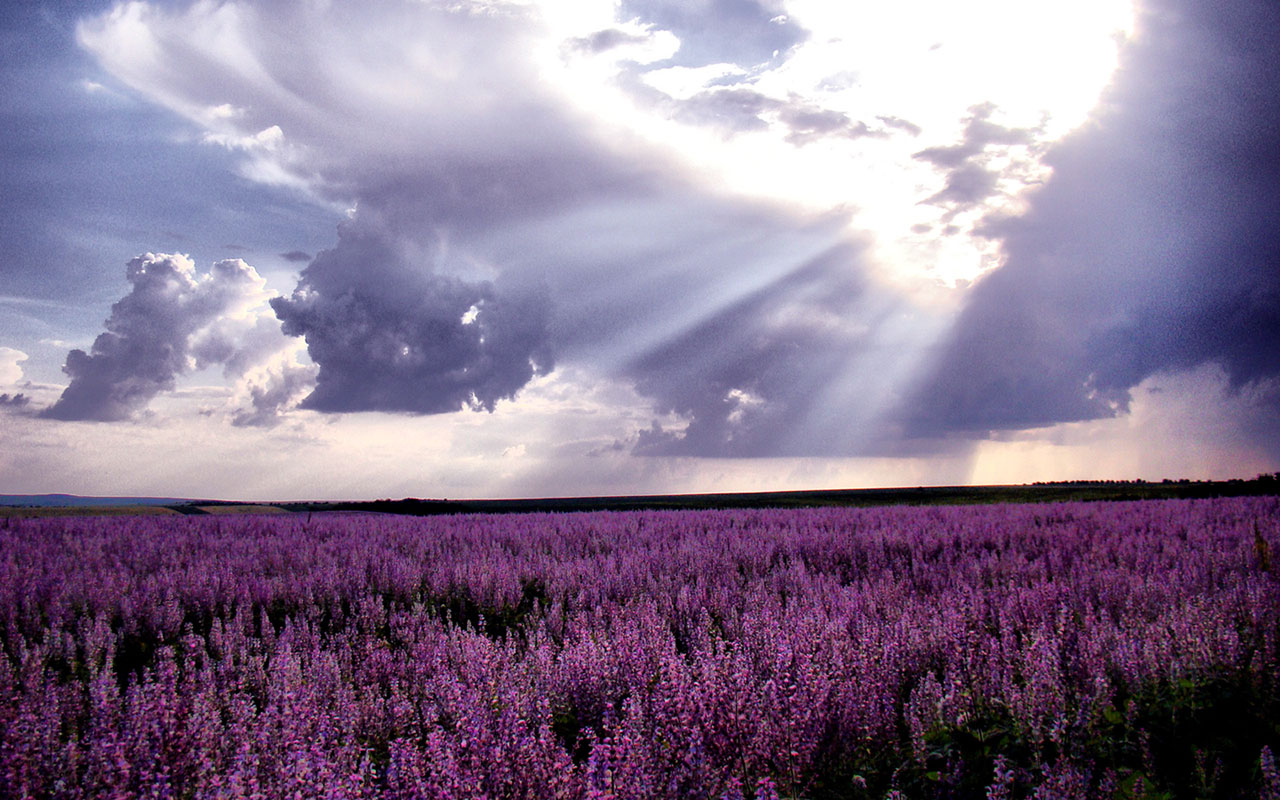  WallpapersWaiting for love lavender fields of photography wallpaper 2