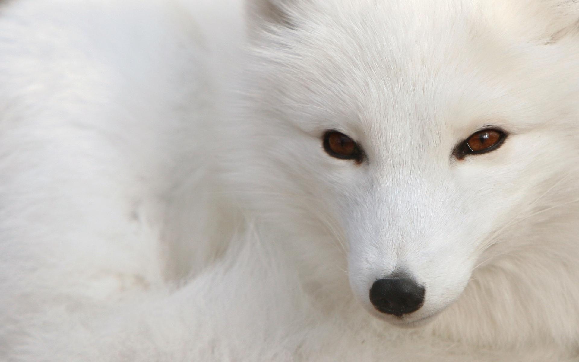 Wallpaper Fox White Arctic Polar Snow