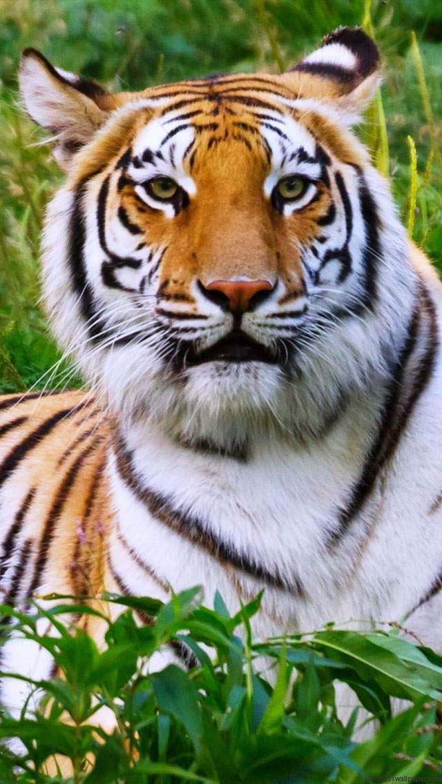 Tiger iPhone Wallpaper 5s Background