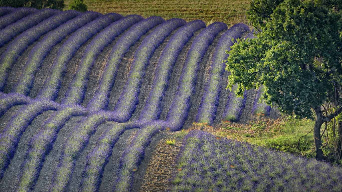 Lavender Field On The Valensole Plateau Provence Alpes C Te D Azur